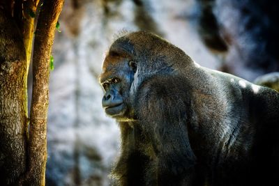 Gorilla looking away in forest