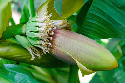 Close-up of fresh green leaves on plant