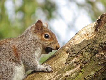 Close-up of squirrel on tree trunk