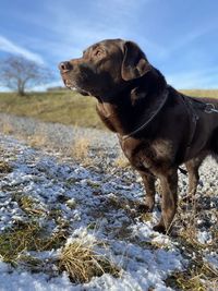 Dog looking away on snow covered land