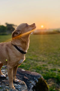 Dog sitting on rock