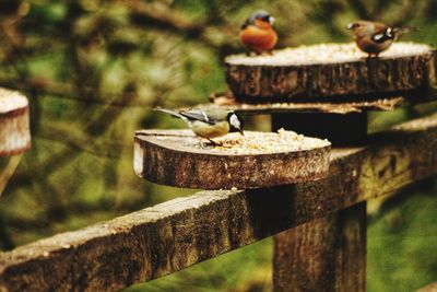 Close-up of bird perching on wood