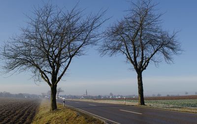 Tree by road against clear sky