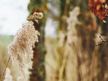 Close-up of white flowers