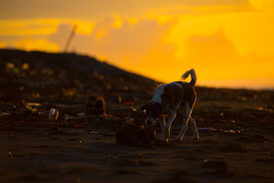 Dog standing on field during sunset