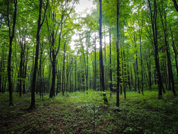 Trees growing in forest
