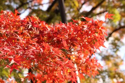 Close-up of red maple leaves on tree