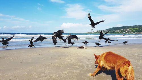 Dogs on beach against sky