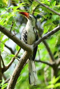 Low angle view of bird perching on branch
