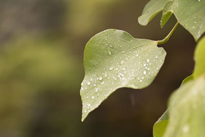 Close-up of raindrops on leaves