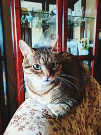 Close-up portrait of a cat at home