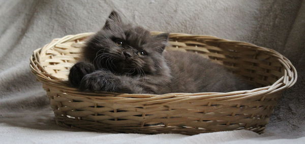 Portrait of british longhair kitten in wicker basket on bed