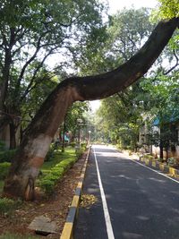 Empty road along trees