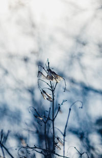 Bare trees against sky