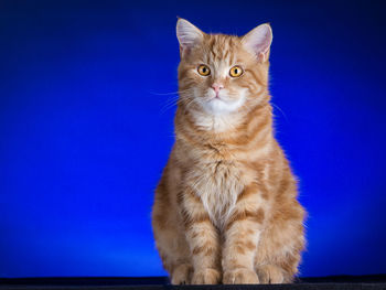 Portrait of a cat against blue background