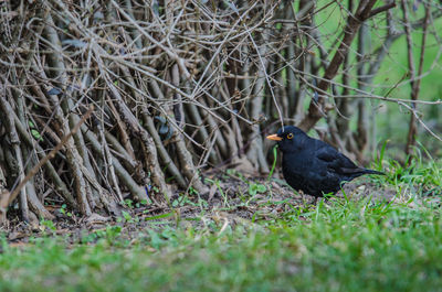 Bird perching on a field