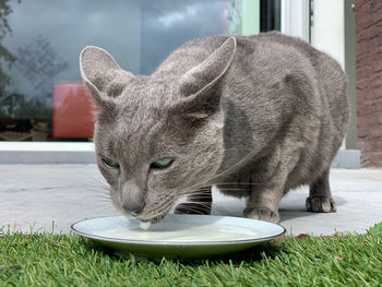 Close-up of a cat eating grass