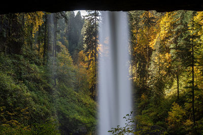 Scenic view of waterfall in forest during autumn