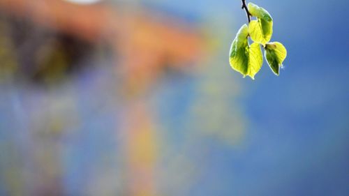 Close-up of yellow flowering plant