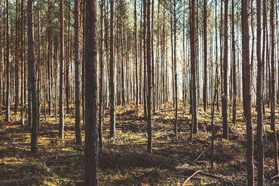 View of bamboo trees in forest