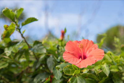 Close-up of red hibiscus blooming outdoors