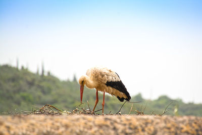 Close-up of a heron on the land