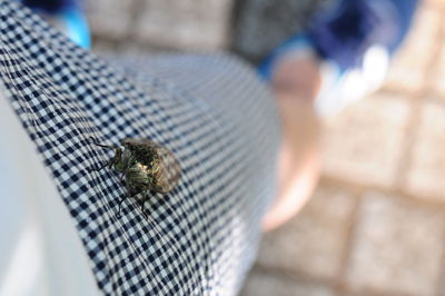 Close-up of insect on person legs