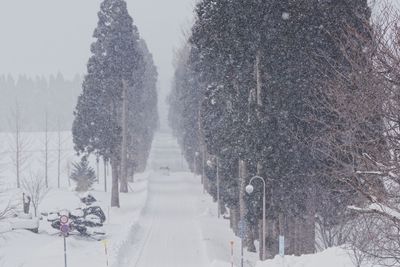 Snow covered street amidst trees during winter