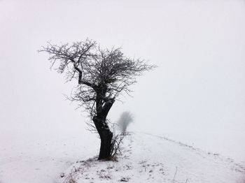 Bare trees on landscape