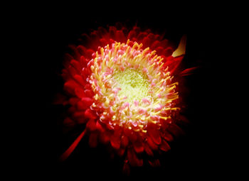 Close-up of red flower against black background