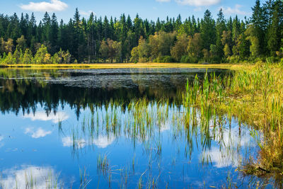 Beautiful forest shorelake with reflections in the water