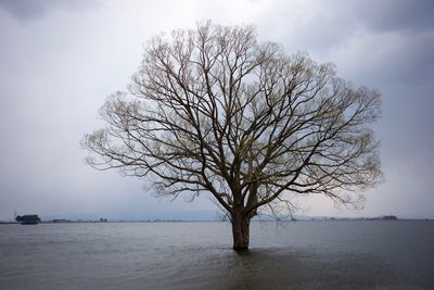 Tree by sea against sky