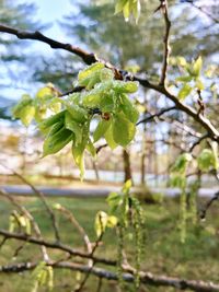 Close-up of green leaves on branch