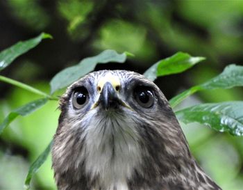 Close-up portrait of owl outdoors