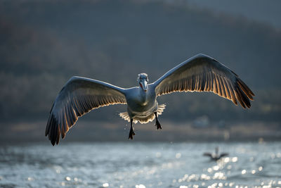 Bird flying against sky