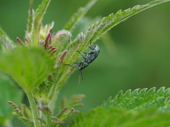 Close-up of insect on plant