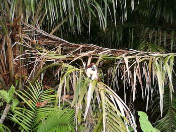 Close-up of bird perching on grass by lake