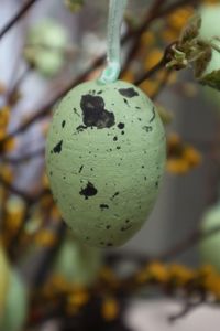 Close-up of fruit