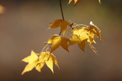 Close-up of yellow flowering plant during autumn