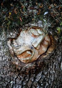 High angle view of tree stump in forest