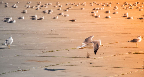 Flock of seagulls on beach