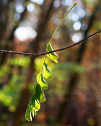 Close-up of leaves hanging on branch