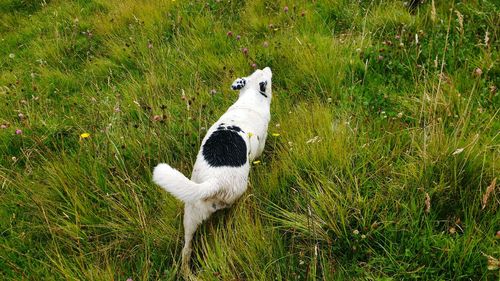 View of a dog on field