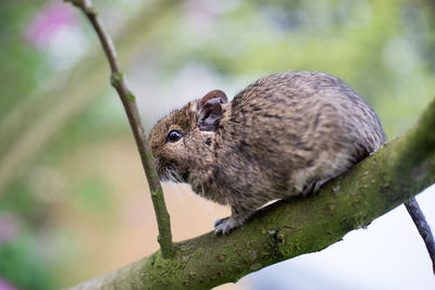 Close-up of squirrel perching on tree