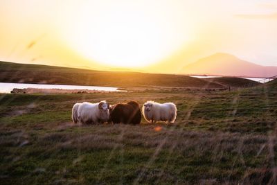 Sheep on field against sky during sunset