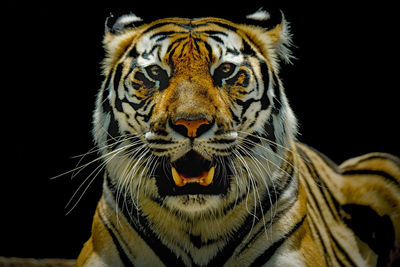 Close-up of tiger