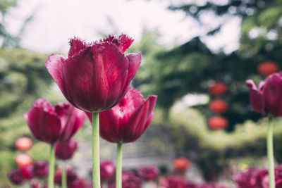 Close-up of red poppy blooming outdoors