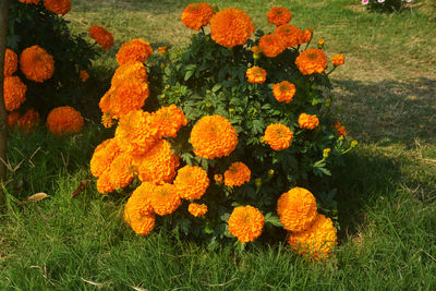 Yellow flowering plants on field