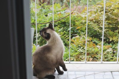 View of a cat looking through window