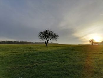 Tree on field against sky